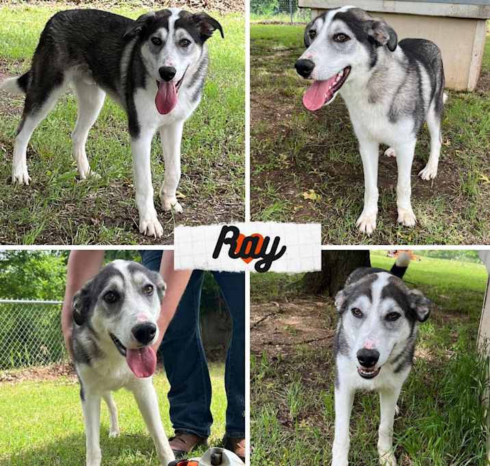 Photo of Ray