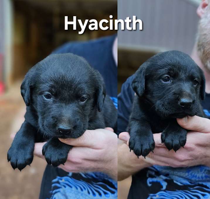 Photo of Hyacinth $195