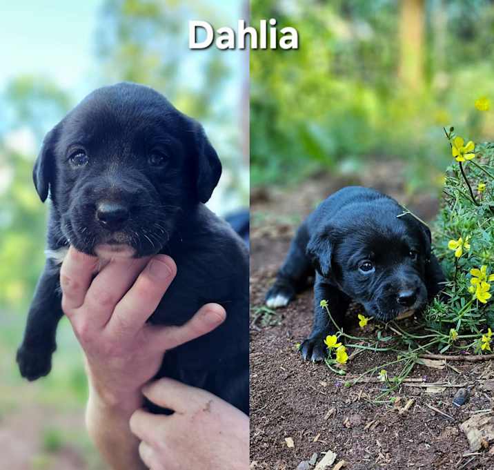 Photo of Dahlia $195