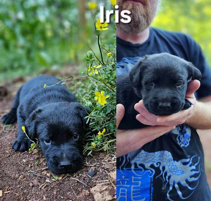 Photo of Iris $195