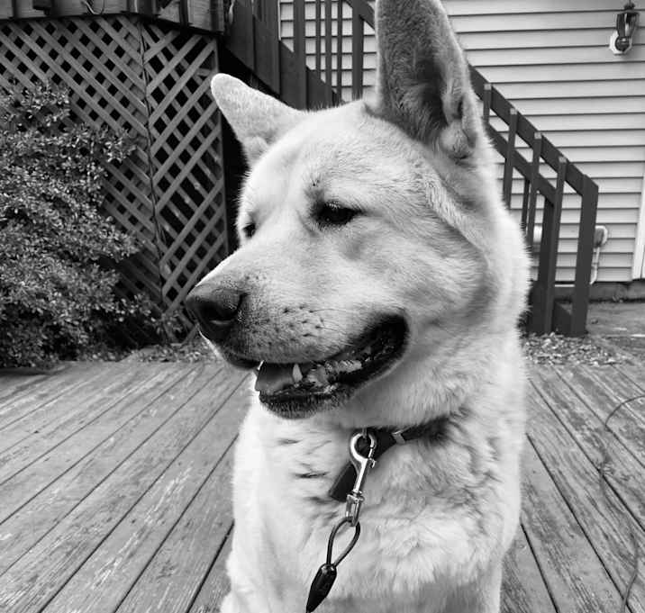 Photo of Bear
