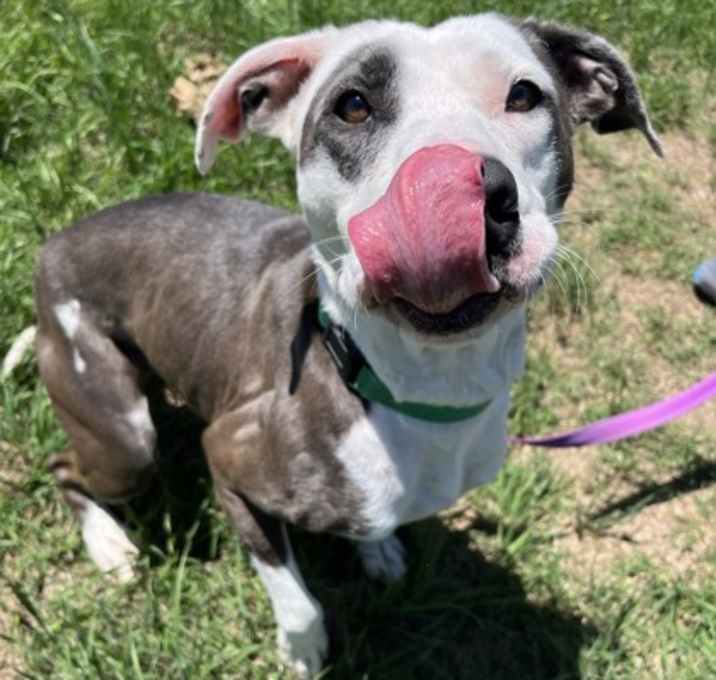 Photo of Sugar