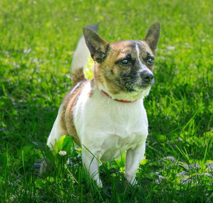 Photo of Bobble