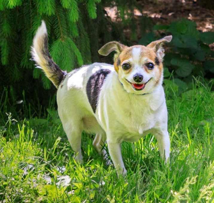 Photo of Petunia