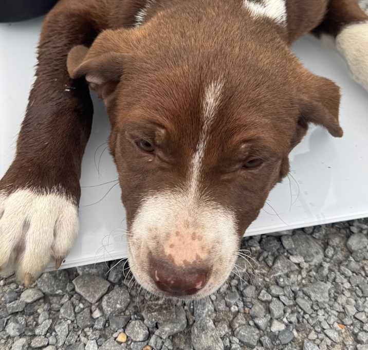 Photo of Bentley
