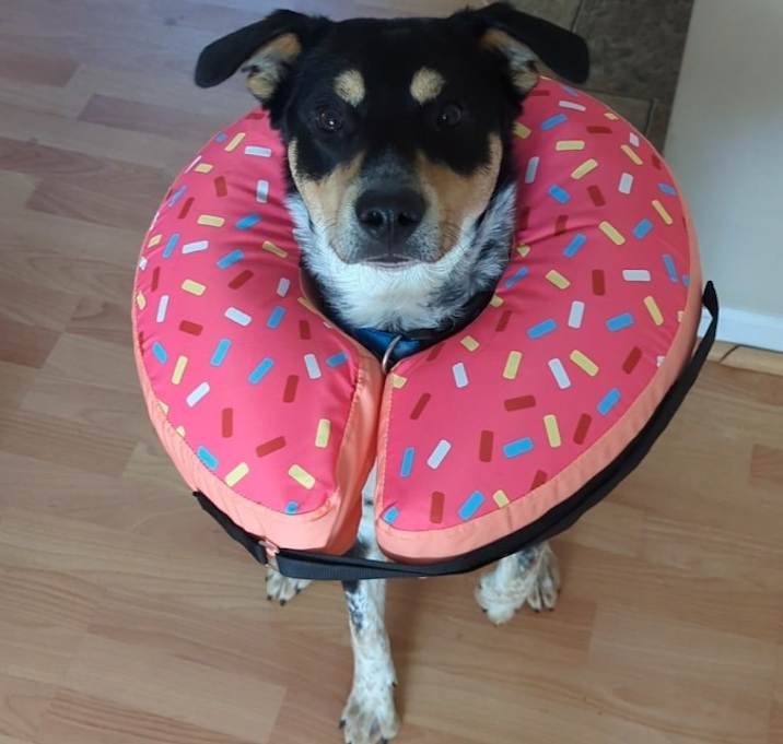 Photo of Bandit