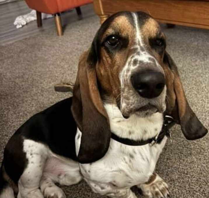Photo of Augustus aka Gus