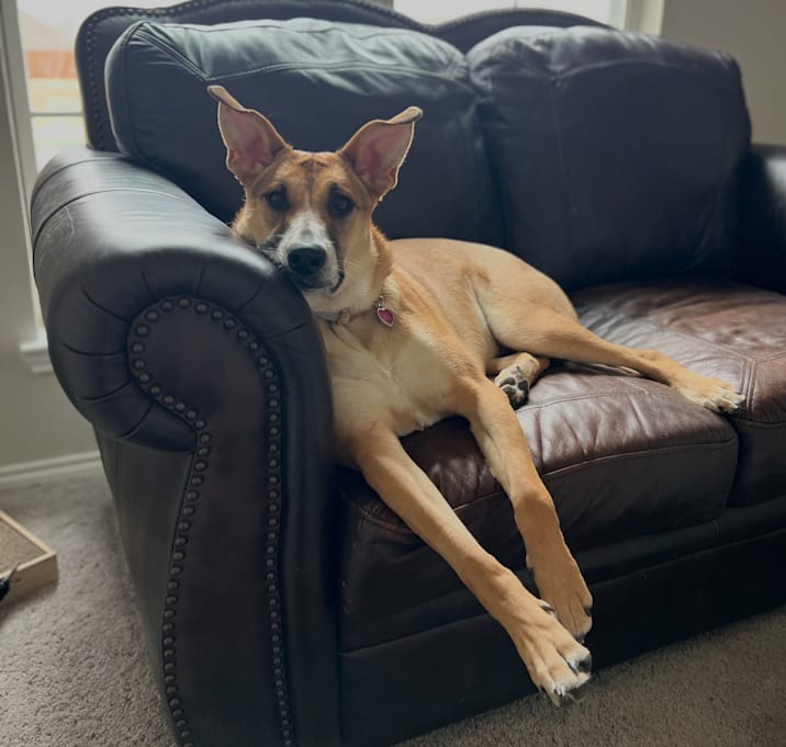 Photo of Bo