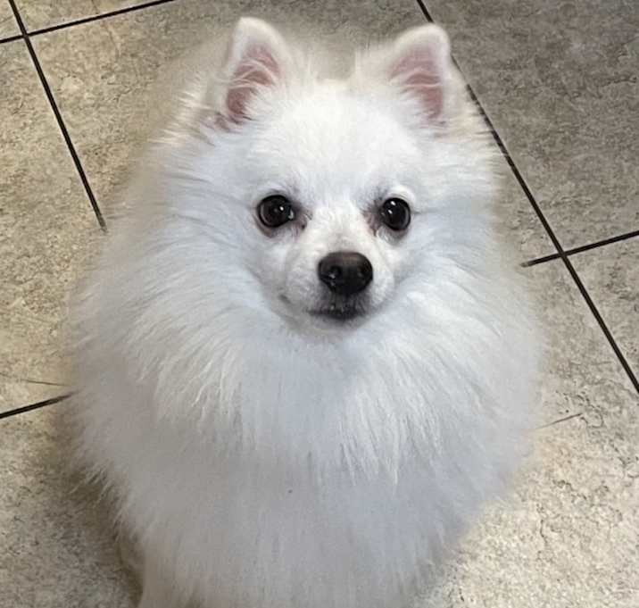 Photo of Buddy