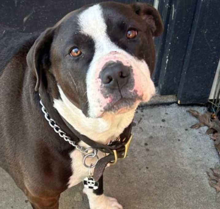 Photo of Bandit