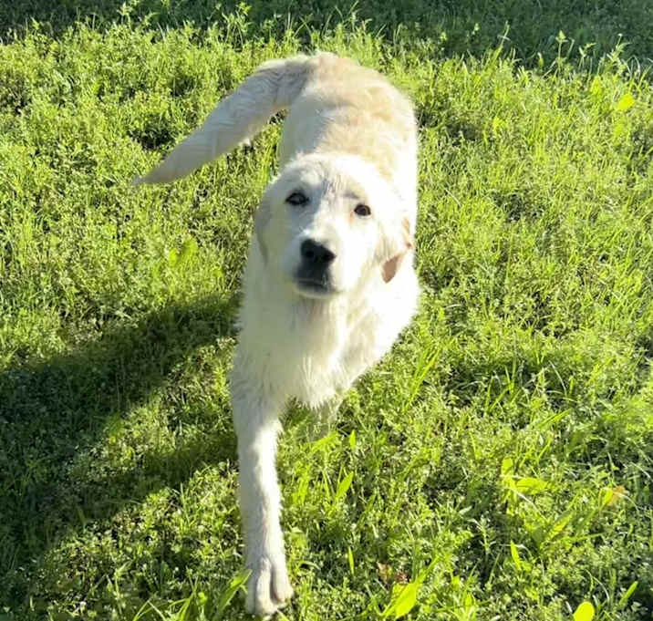Photo of Oliver