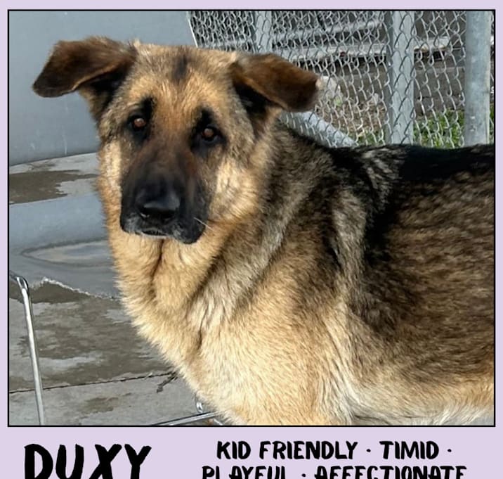 Photo of Duxy