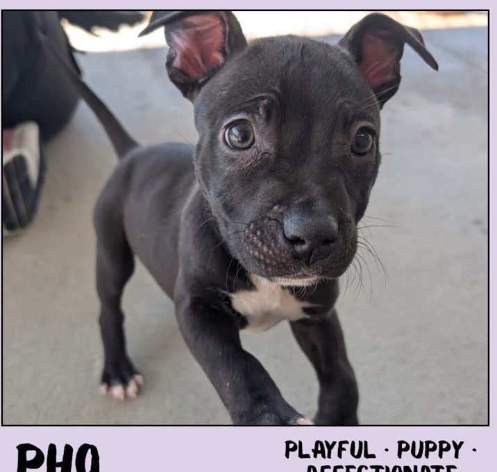 Photo of Pho