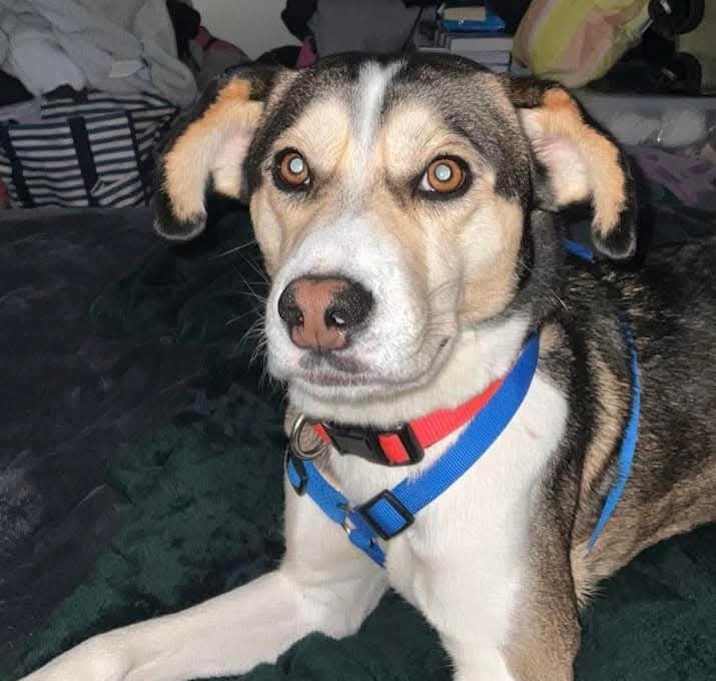 Photo of Rufus