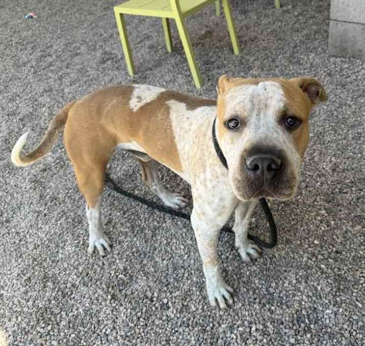 Photo of HOPPER