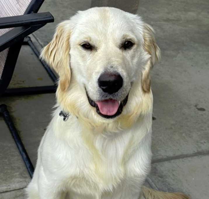 Photo of Ollie