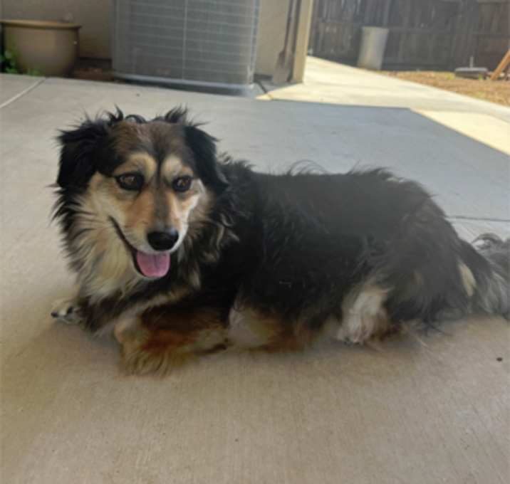 Photo of Stella