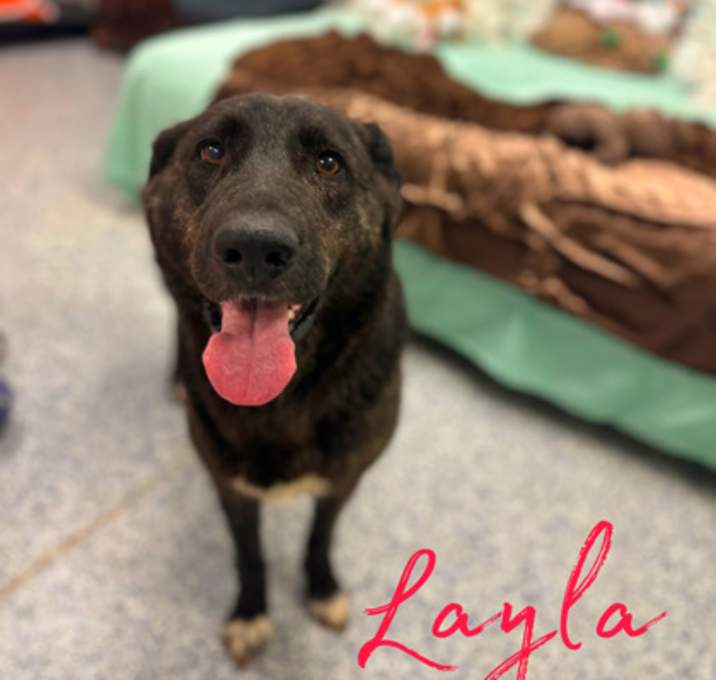 Photo of Layla
