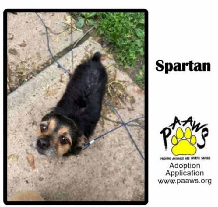 Photo of Spartan