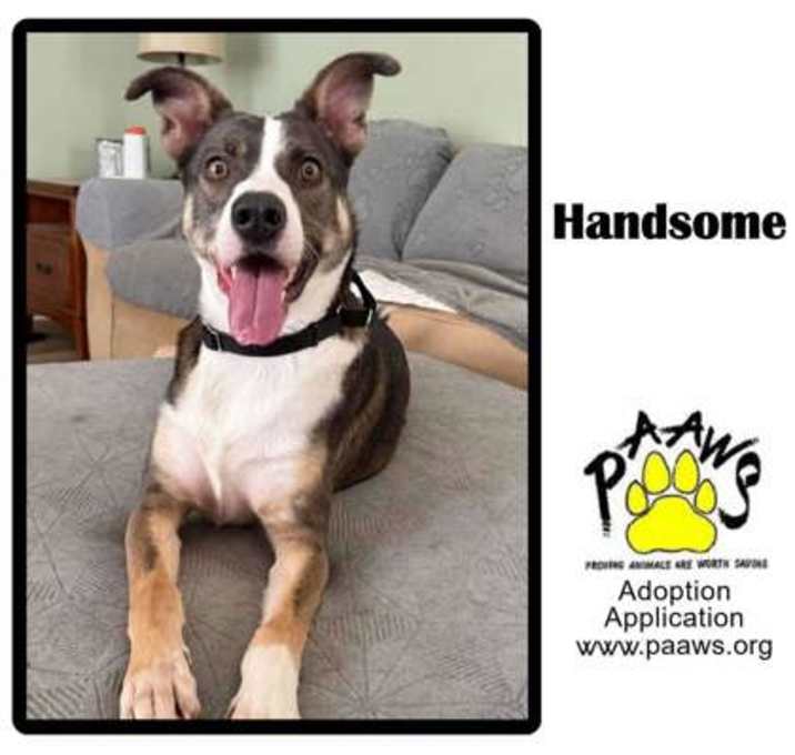 Photo of Handsome
