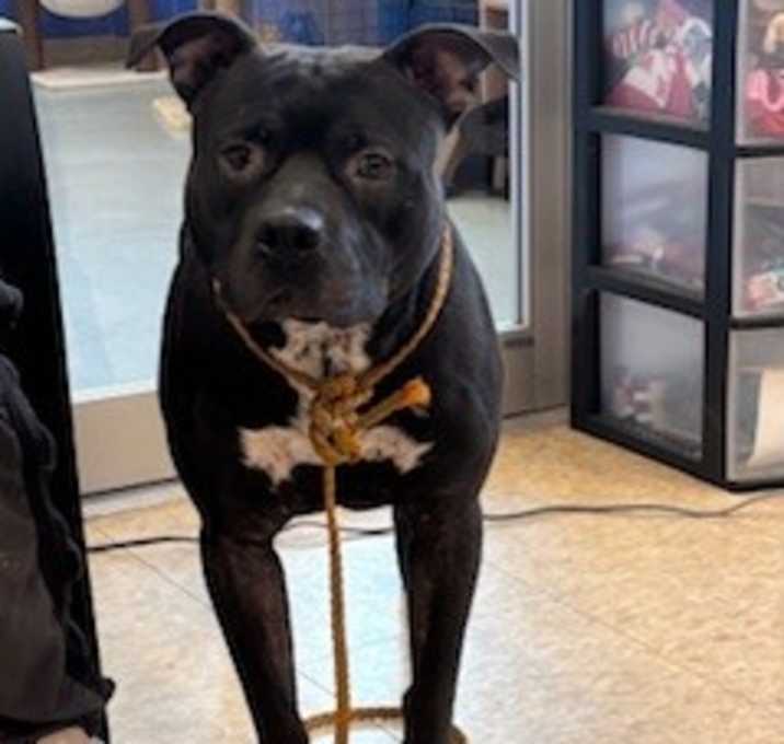 Photo of Bosco