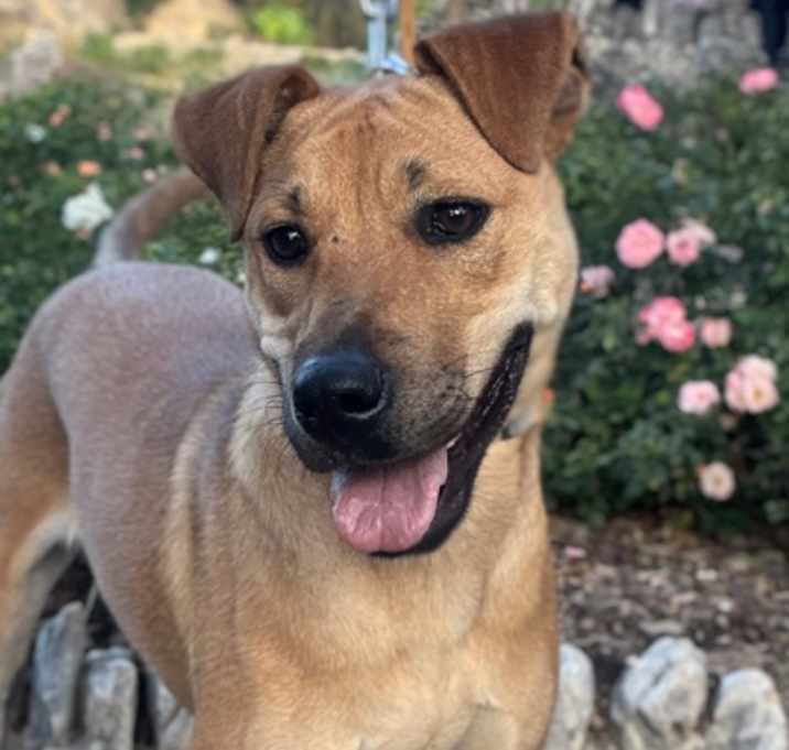 Photo of Lacey
