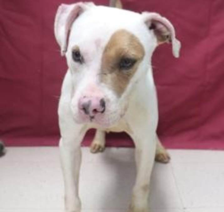 Photo of Spanky