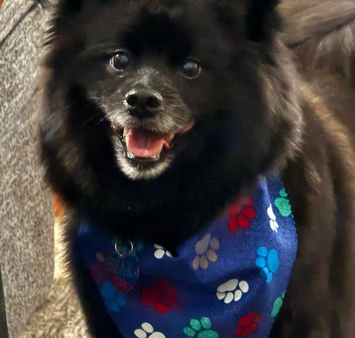 Photo of Bear