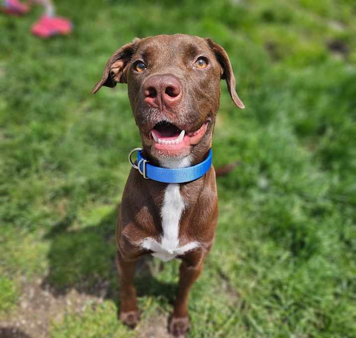 Photo of Hank