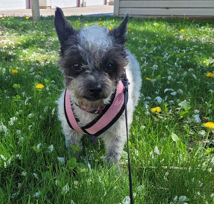 Photo of Lady- bonded to Lola