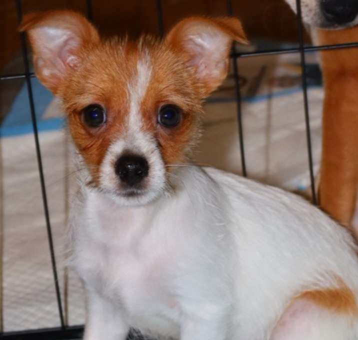 Photo of Sprocket LB_2