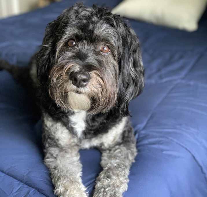 Photo of Carson
