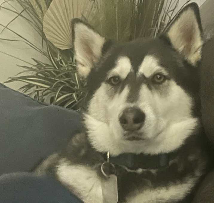 Photo of Luna