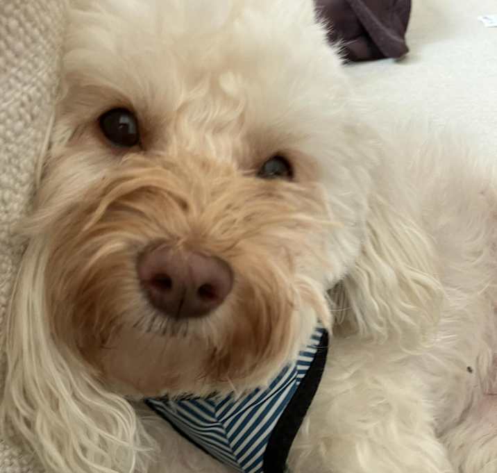 Photo of Lilly