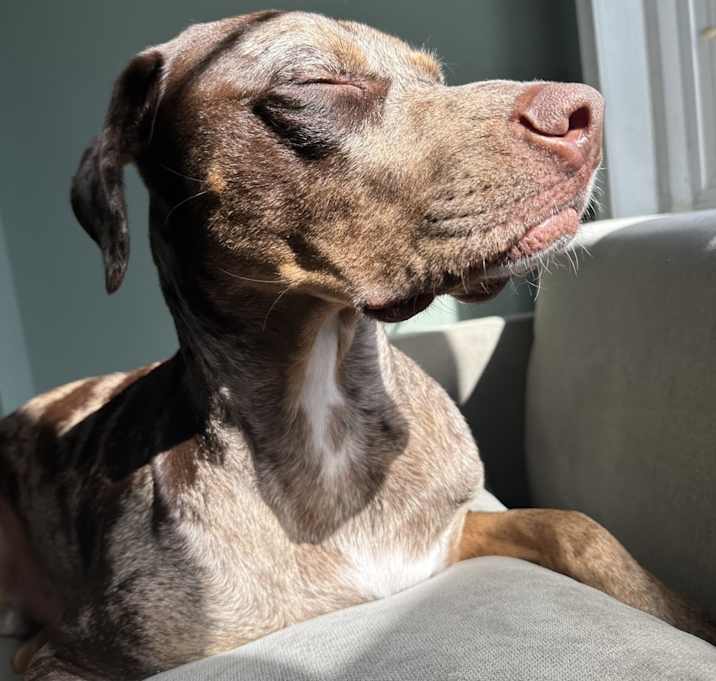 Photo of Louie