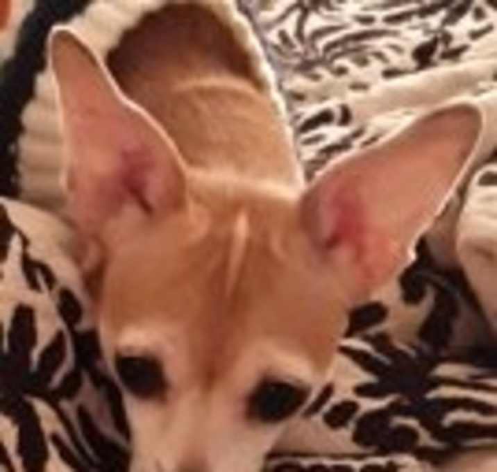 Photo of Jazzy