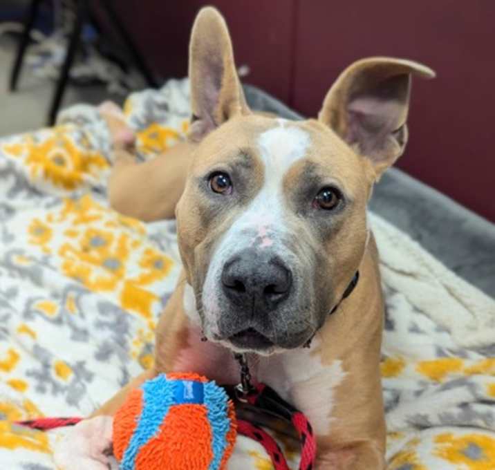 Photo of Diamond