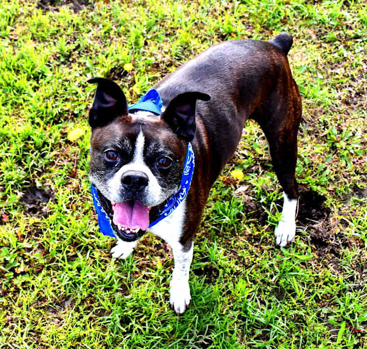 Photo of Buddy