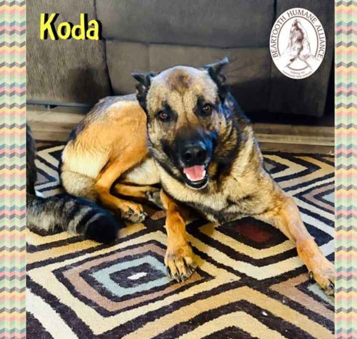 Photo of Koda