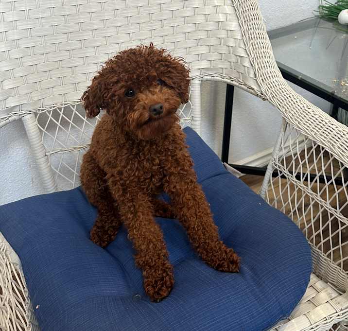 Photo of Leo