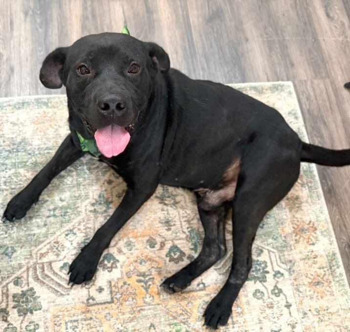 Photo of Finn Daniel the House Hippo potato pancake