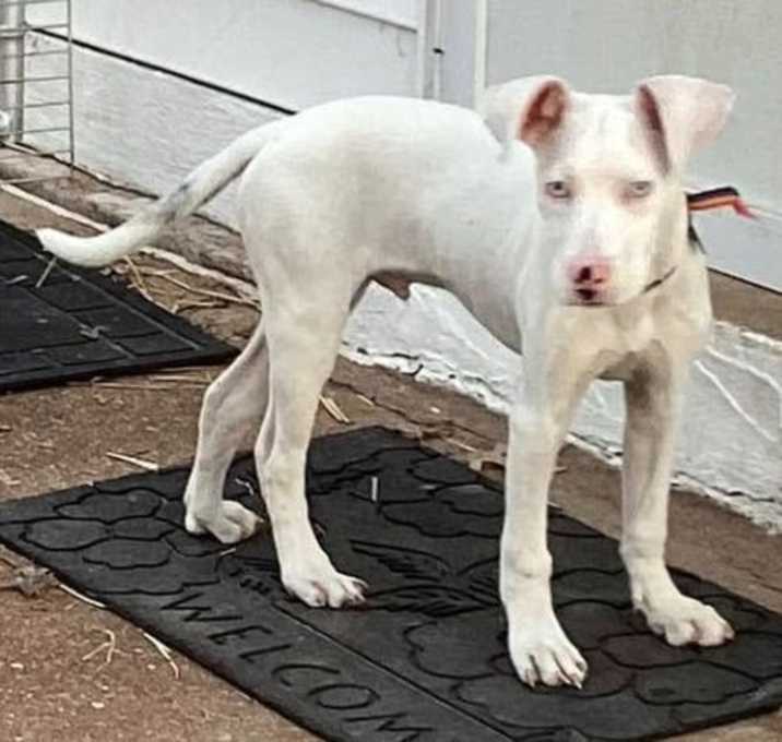 Photo of Cooper
