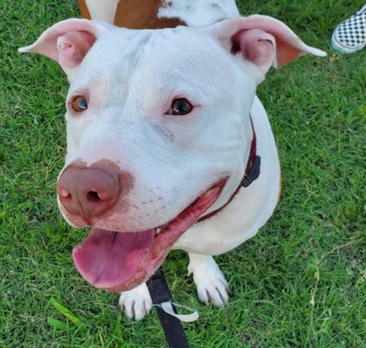 Photo of Tyson