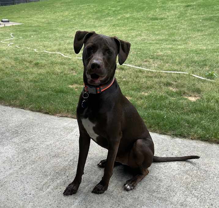 Photo of Milo