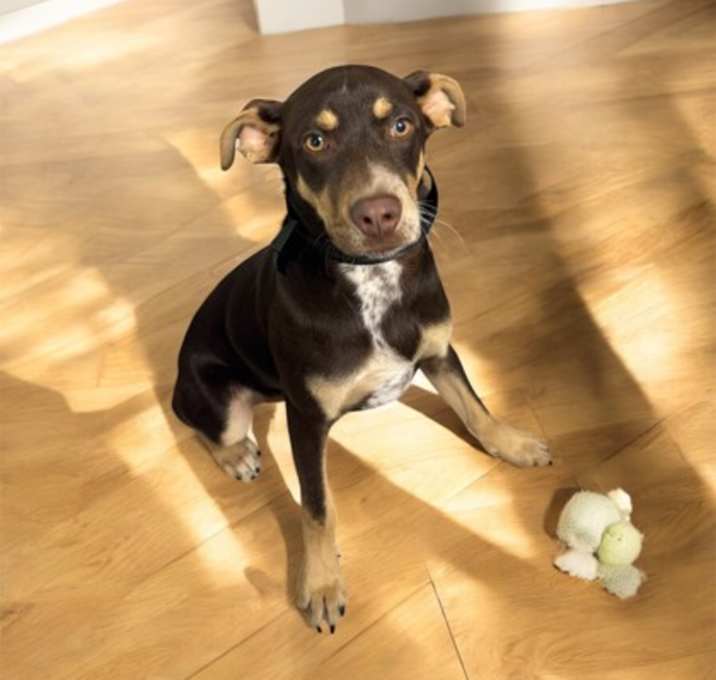 Photo of Toby