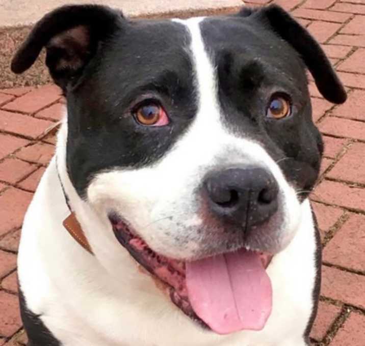 Photo of Brutus