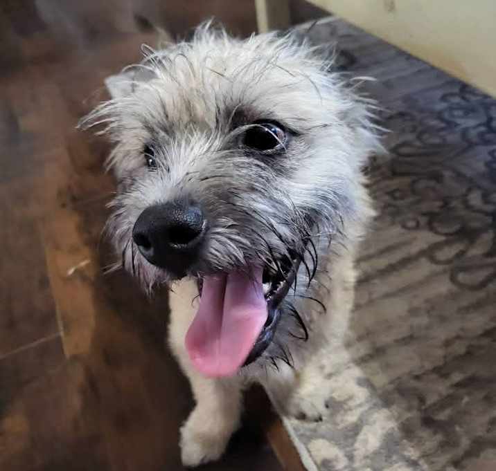 Photo of Pumba