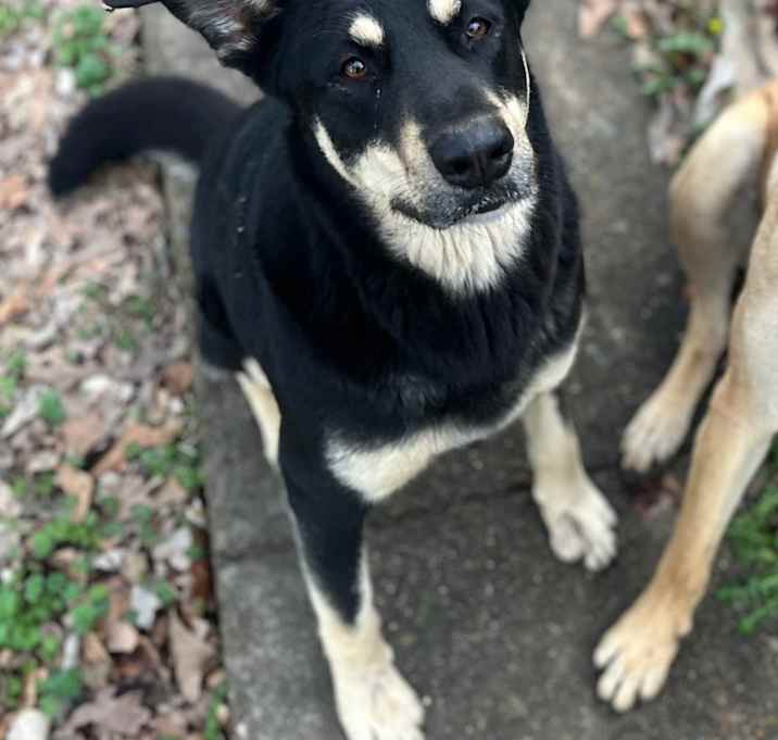 Photo of Sheba