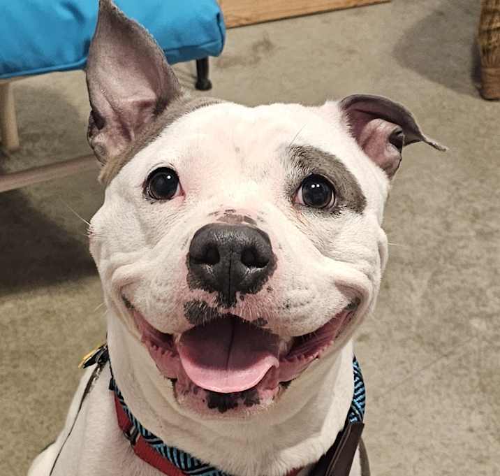 Photo of PIPER