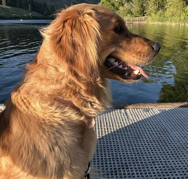 Photo of Teddy